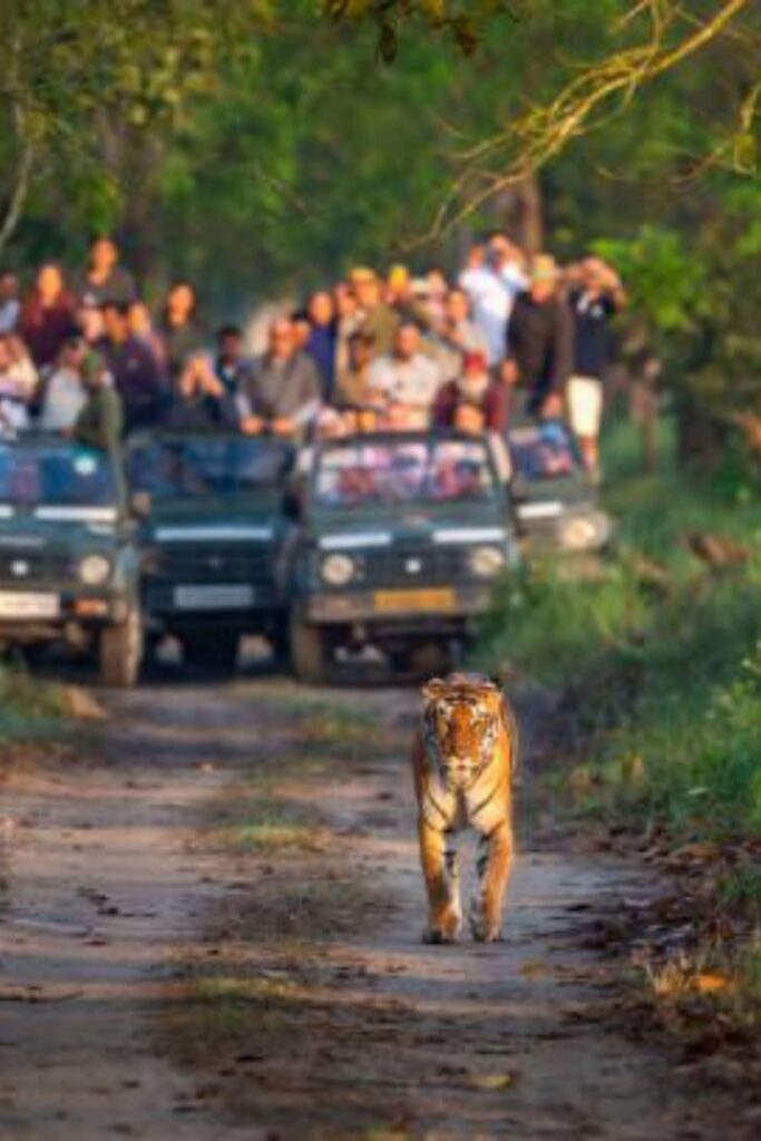Bandhavgarh National Park
