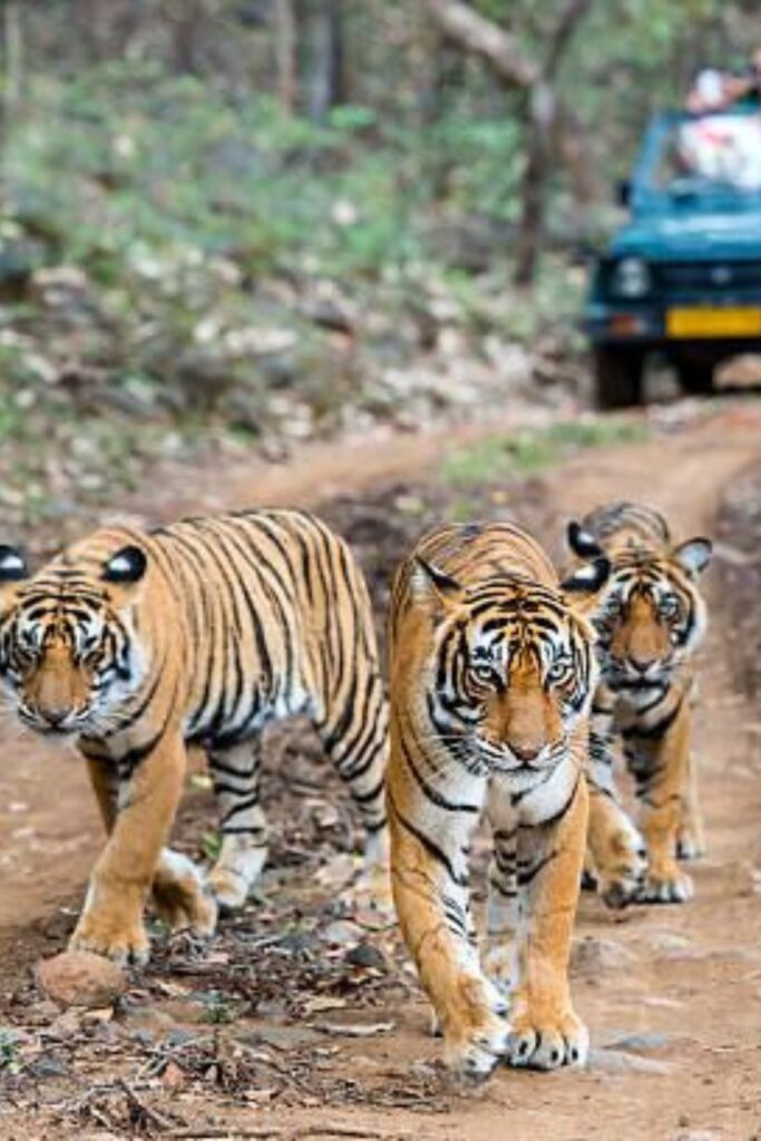 Ranthambore National Park