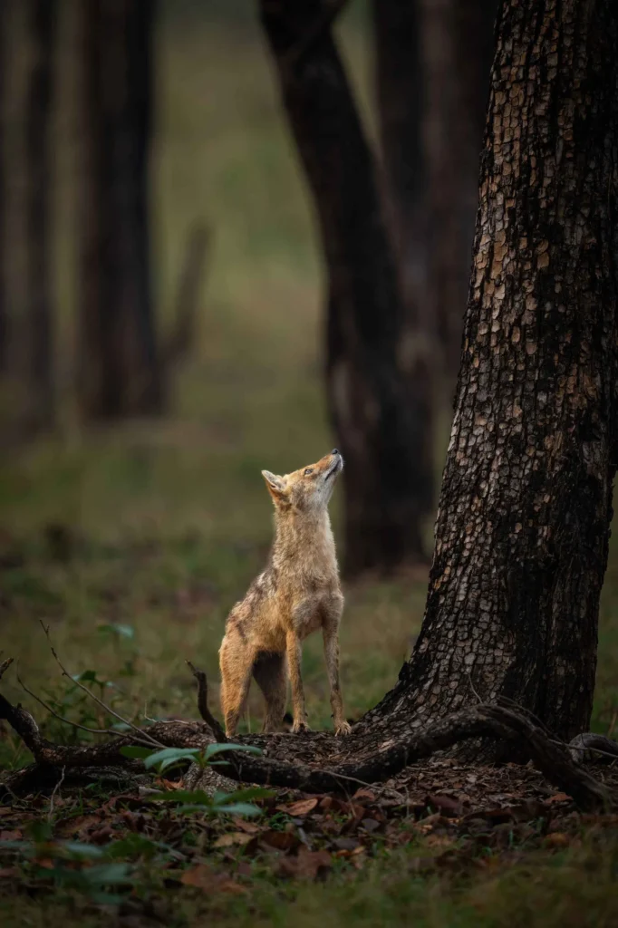 Nagzira Wildlife Sanctuary