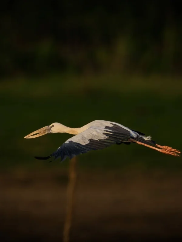 DSC01976-Enhanced-NR@3x - Copy