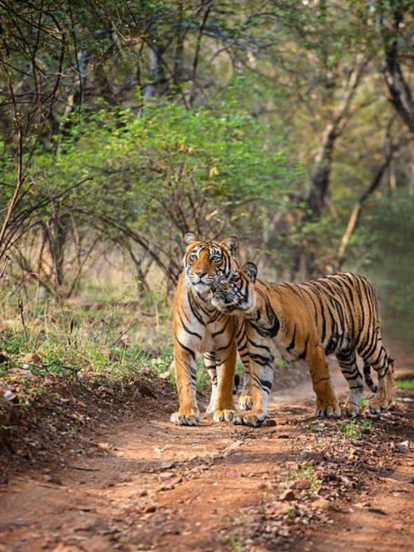 Untitled (1600 x 2400 px) (1)