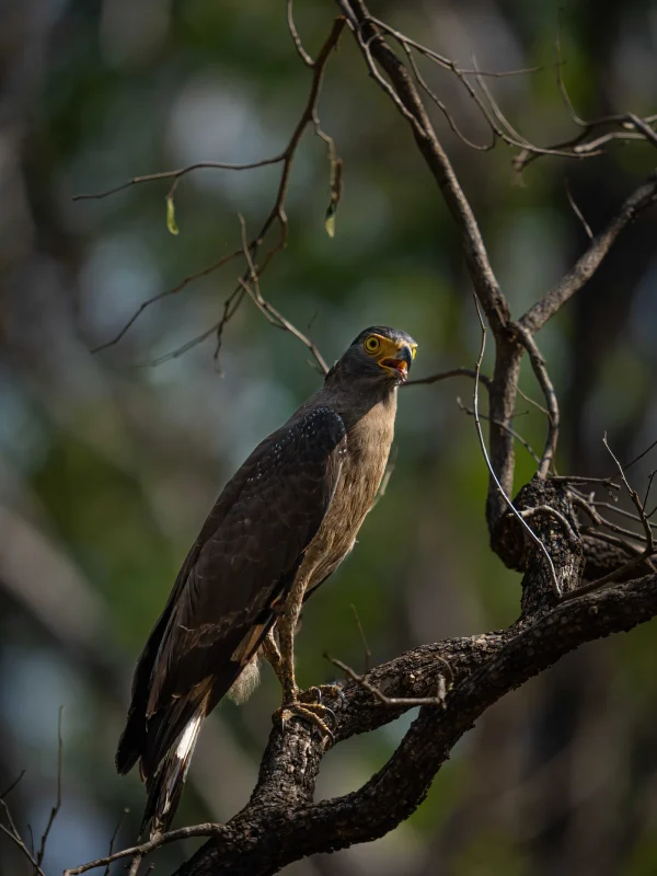 Ranthambore National Park