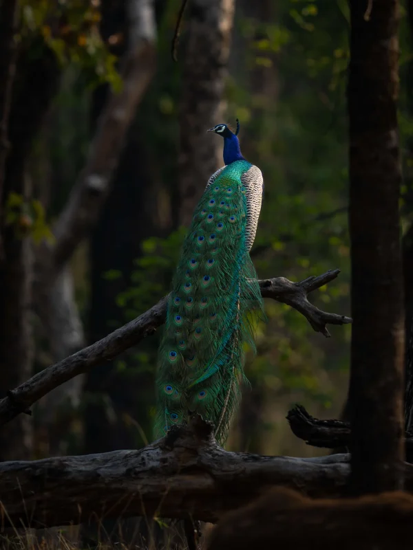 Bandhavgarh National Park