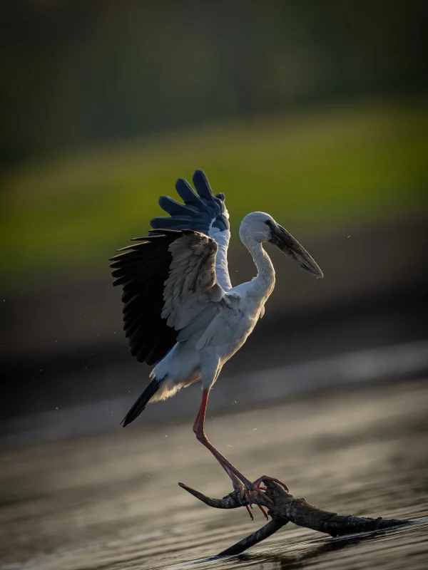 Jim Corbett National Park